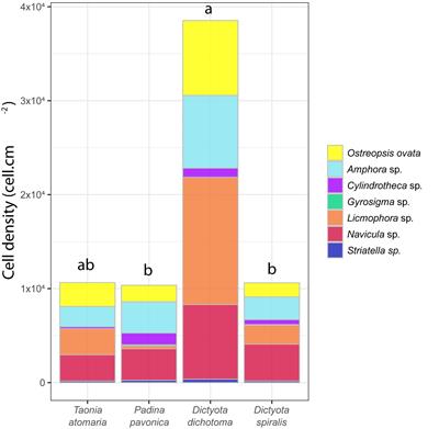 Exploring the Role of Macroalgal Surface Metabolites on the Settlement of the Benthic Dinoflagellate Ostreopsis cf. ovata